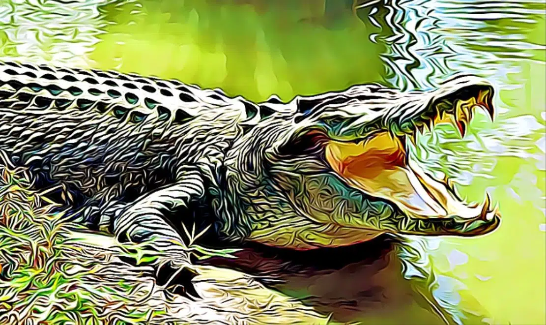 10 characteristics of crocodiles