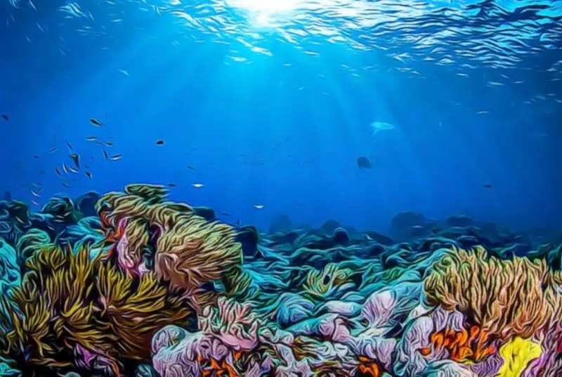 Fondo de corales en aguas del océano