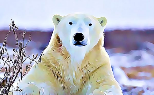 characteristics of polar bears