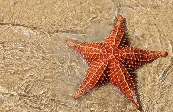 caracteristicas de los equinodermos estrella de mar