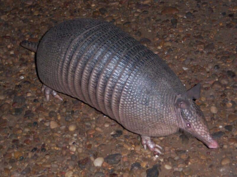 10 características de la mulita - mulita mulita